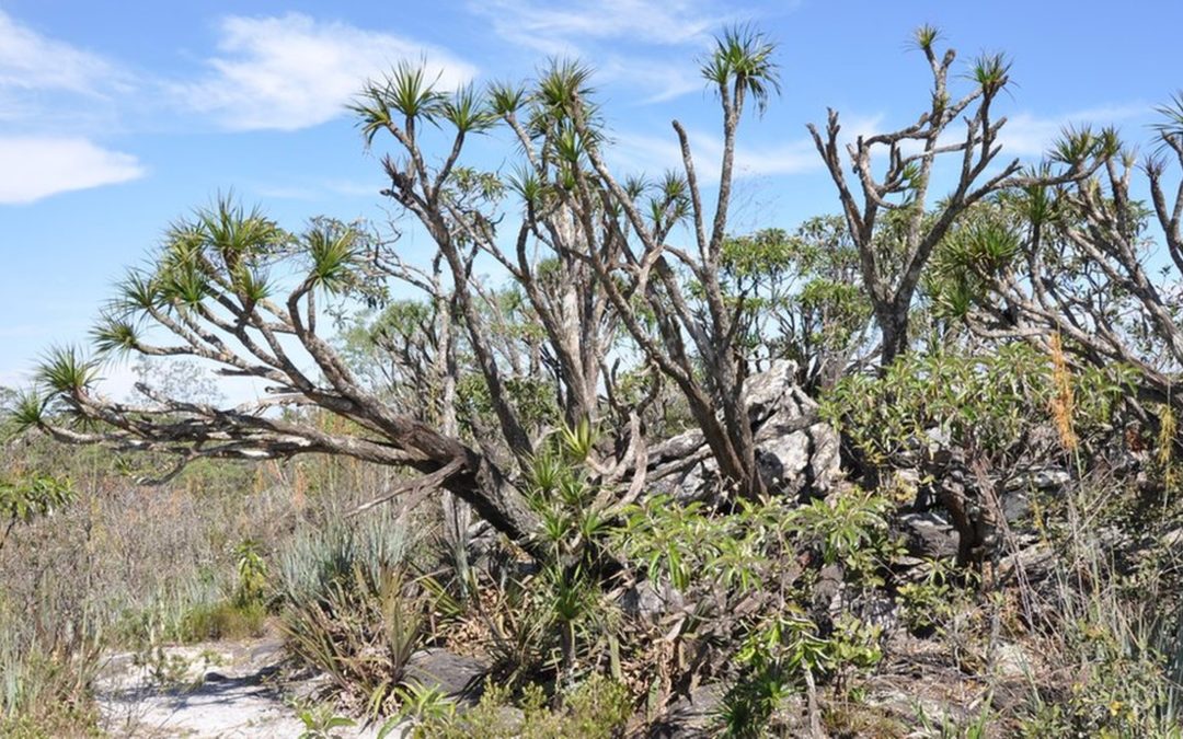 Cerrado brasileiro tem a maior extinção de plantas da história