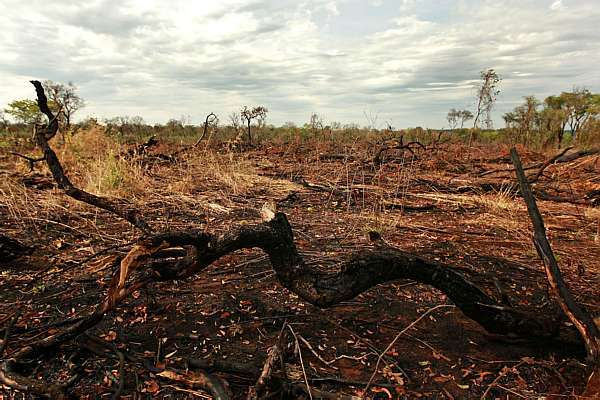 Desmatamento do Cerrado é uma das causas da crise hídrica em estados do Brasil