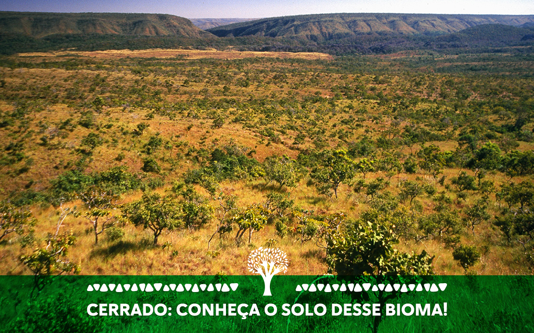 Cerrado: conheça o solo desse bioma!