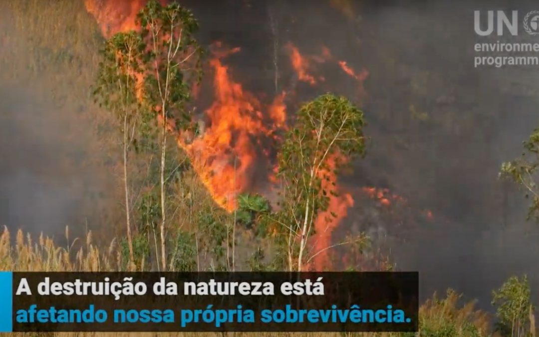 Desmatamento, não agir é falhar com a humanidade