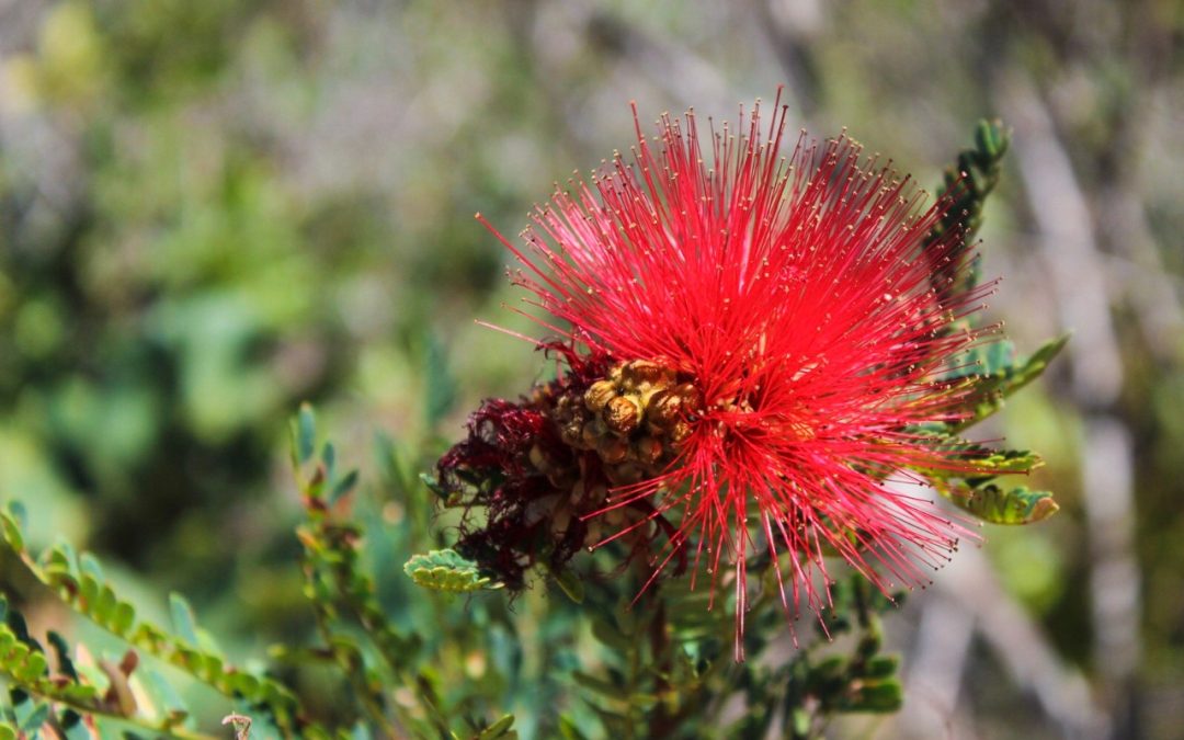 Calliandra no cerrado