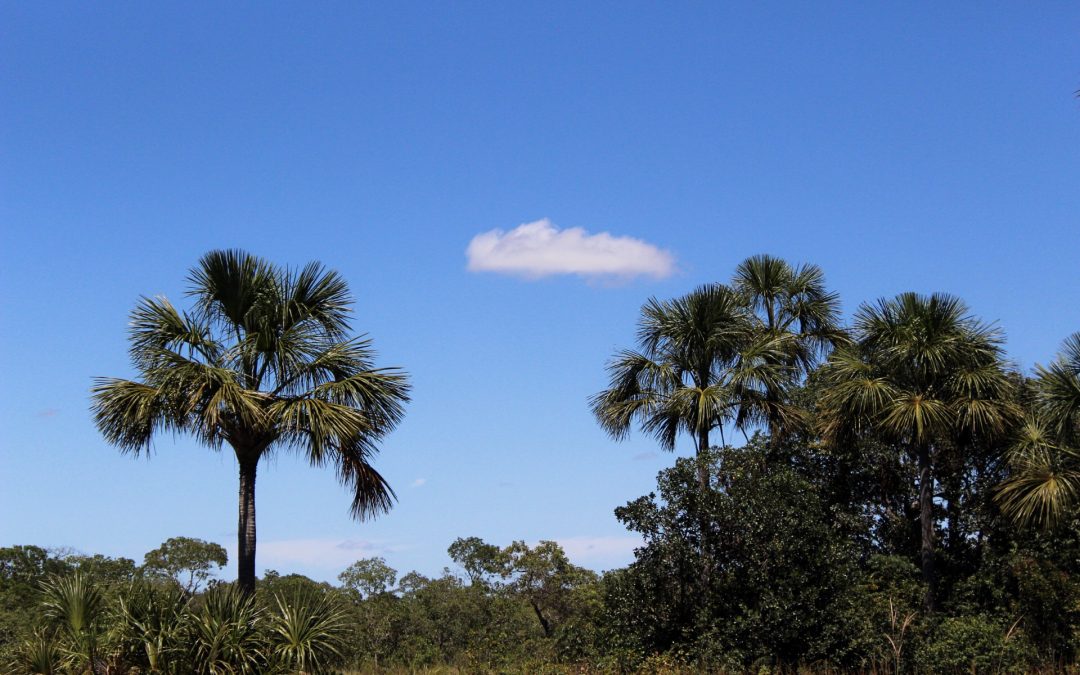 imagem panoramica do cerrado