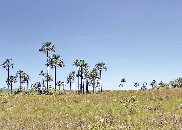 imagem do cerrado horizontal que evidência como um dos mais importantes biomas.