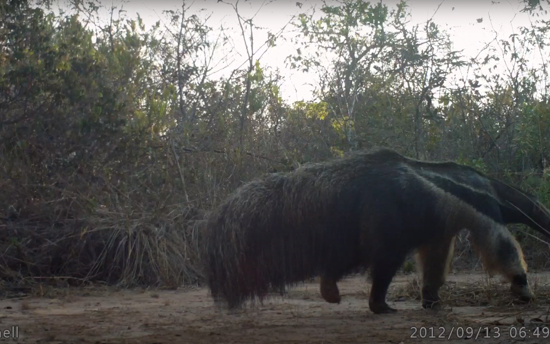 Área preservada pela Save Cerrado contribui com preservação do Tamanduá Bandeira, ameaçado de extinção.